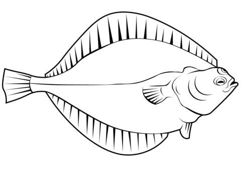 European Plaice (Pleuronectes Platessa) Coloring Page